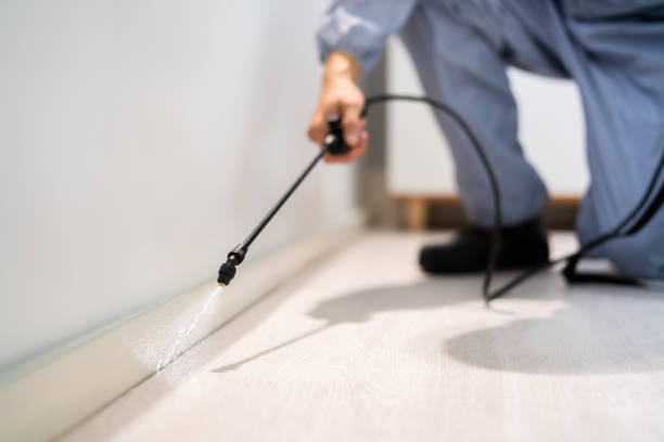Licensed Wasp Removal service in Merrionette Park, IL - Show Me Pest Control